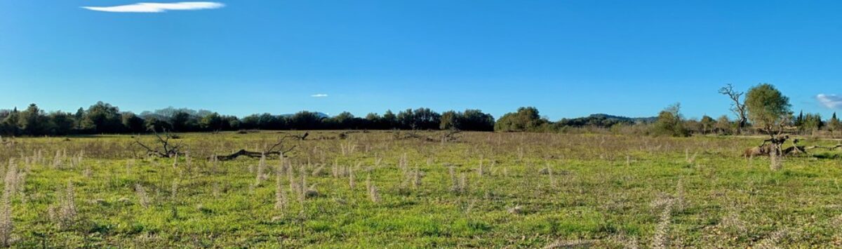 Bild zum Objekt: 14.274m² Baugrundstück in Porreres zu verkaufen