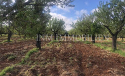 Grundstück zum Bau einer Luxus Finca im modernen Stil am Fuße des Tramuntana Gebirges in Marratxi