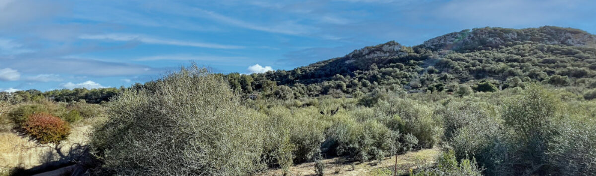 Bild zum Objekt: 17.984m² Baugrundstück in Sineu zu verkaufen