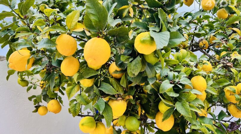 Zitronenbaum im Garten